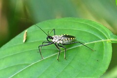 Rhynocoris marginellus