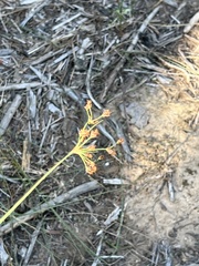 Fimbristylis puberula