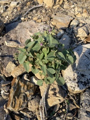 Mirabilis oxybaphoides