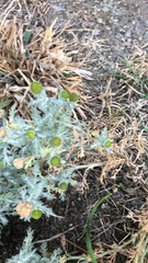 Matricaria discoidea