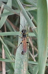 Sceliphron madraspatanum