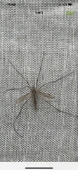 Tipula