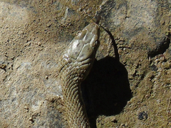 Natrix tessellata