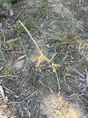 Fimbristylis puberula