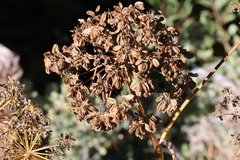 Angelica lineariloba