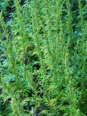 Artemisia biennis
