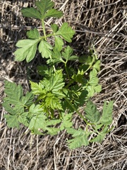 Cardiospermum halicacabum