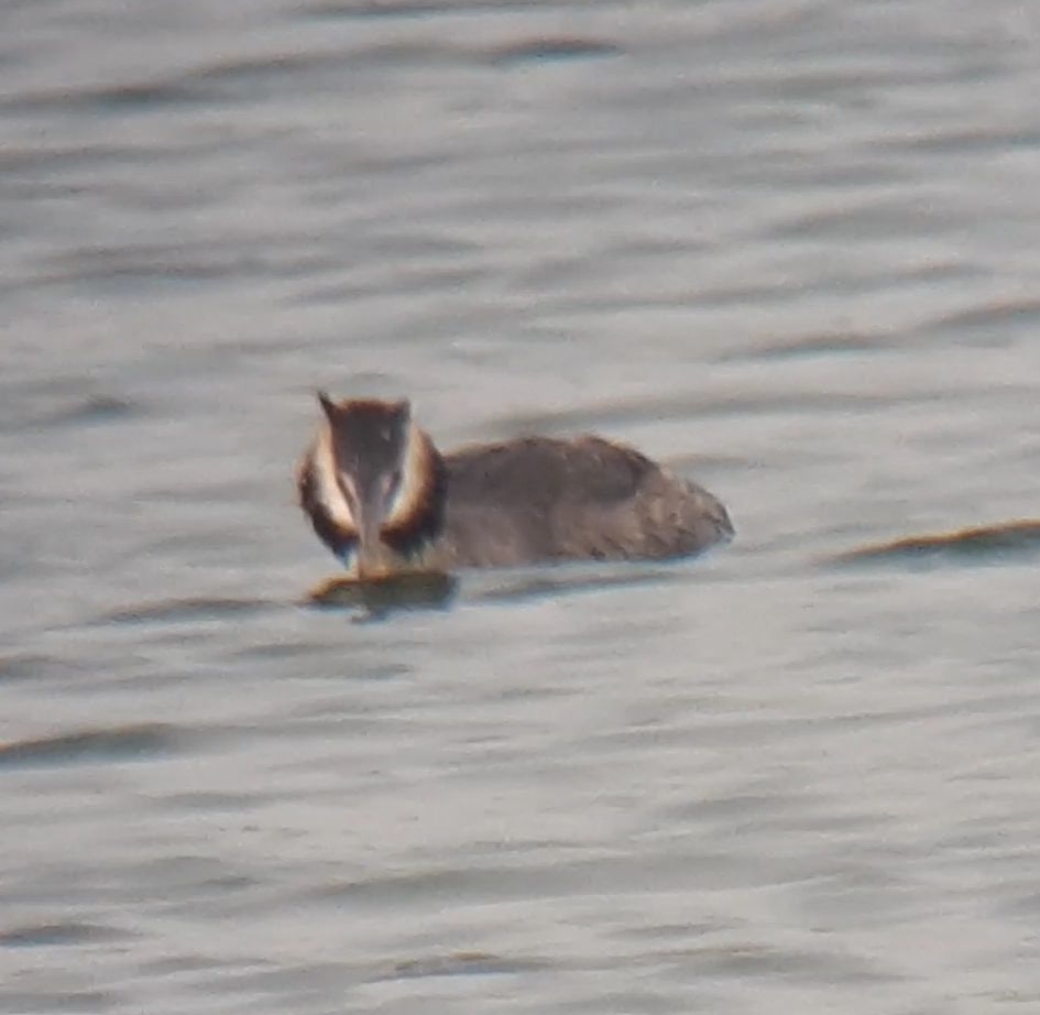 Great Crested Grebe
