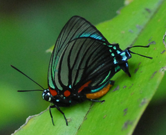 Atlides polybe