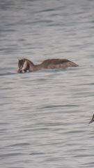 Podiceps cristatus