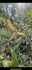 Tipula