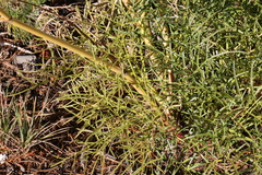 Angelica lineariloba