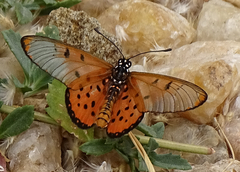 Acraea neobule