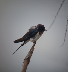 Hirundo rustica