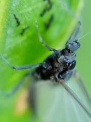 Ephemeroptera