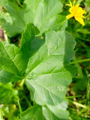 Malva