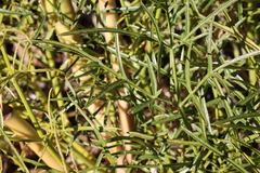Angelica lineariloba