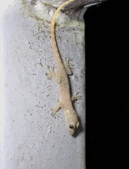Hemidactylus garnotii