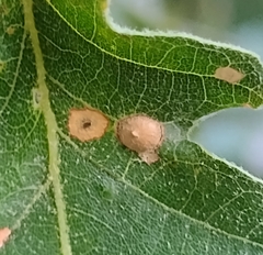 Neuroterus numismalis