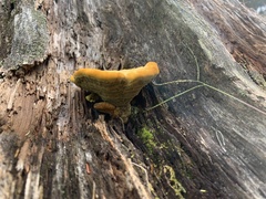 Aurantiporus croceus