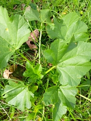 Malva