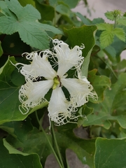 Trichosanthes kirilowii
