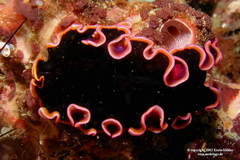 Pseudobiceros gloriosus