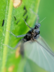 Ephemeroptera