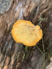 Aurantiporus croceus