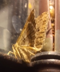 Frederickia nigricomma