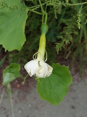 Trichosanthes kirilowii