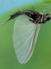 Ephemeroptera