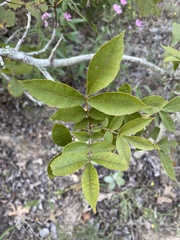 Carya texana
