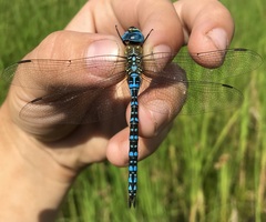 Aeshna affinis