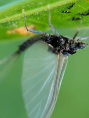 Ephemeroptera