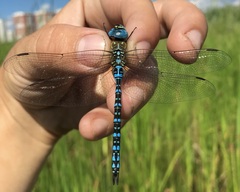 Aeshna affinis