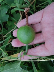 Trichosanthes kirilowii