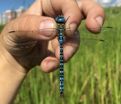 Aeshna affinis