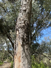 Eucalyptus gomphocephala
