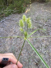 Cyperus croceus