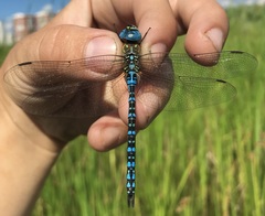 Aeshna affinis