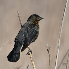 Chrysomus ruficapillus