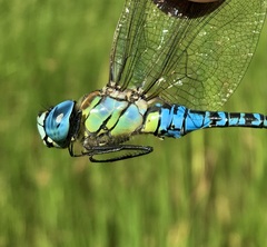 Aeshna affinis