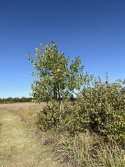 Populus