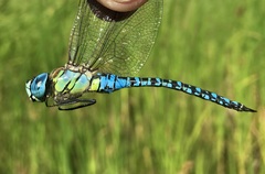 Aeshna affinis
