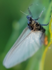 Ephemeroptera