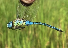 Aeshna affinis