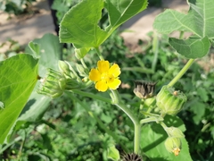 Abutilon theophrasti