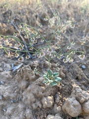 Eriogonum cernuum