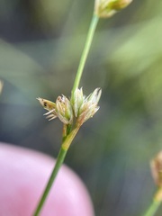 Juncus brachycephalus
